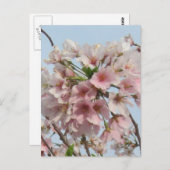 Cherry Blossom Postkarte (Vorne/Hinten)