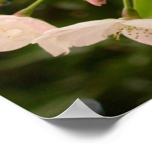 Cherry Blossom Print White Blume Poster Print (Ecke)