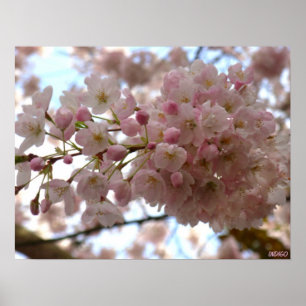 Cherry Blossom Print White Blume Poster Print