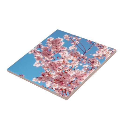 Cherry Blossom Sakura Blume Fliese (Seite)