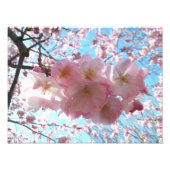 Cherry Blossom Sakura Foto Erweiterung (Vorne)
