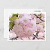Cherry Blossom "Shogetsu" ポストカード Postkarte (Vorne/Hinten)