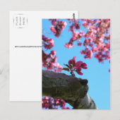 Cherry Blossom Sprig Postkarten (Vorne/Hinten)