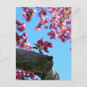 Cherry Blossom Sprig Postkarten