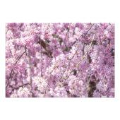 Cherry Blossom Spring Fotodruck (Vorne)