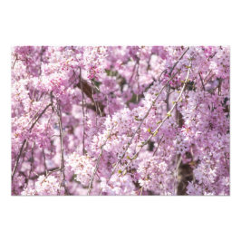 Cherry Blossom Spring Fotodruck