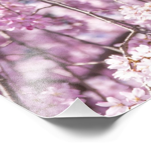Cherry Blossom Spring Fotodruck (Ecke)