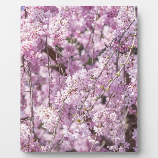 Cherry Blossom Spring Fotoplatte (Vorderseite)