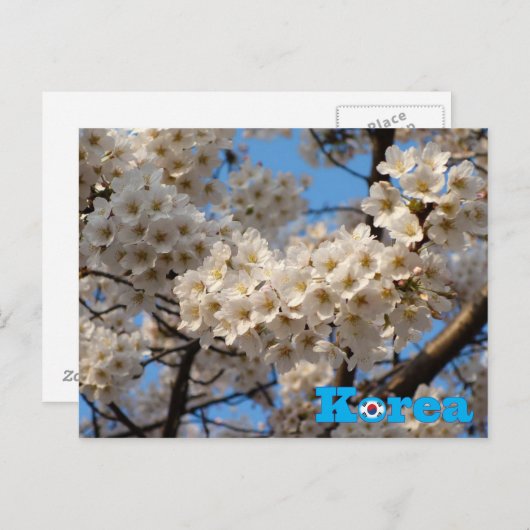 Cherry Blossom Spring in Korea Postkarte (Vorne/Hinten)