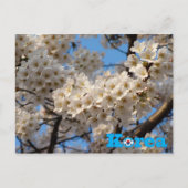 Cherry Blossom Spring in Korea Postkarte (Vorderseite)
