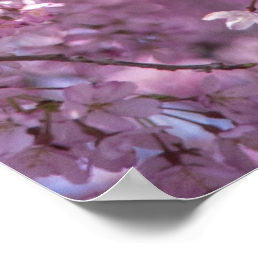 Cherry Blossom Spring Poster (Ecke)