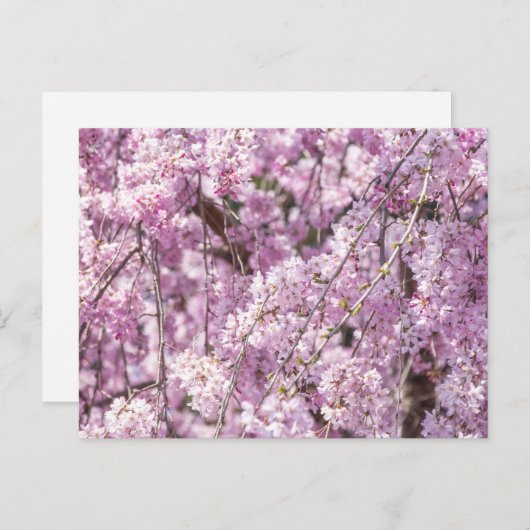 Cherry Blossom Spring Postkarte (Vorne/Hinten)