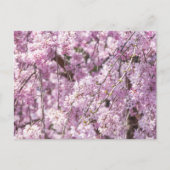 Cherry Blossom Spring Postkarte (Vorderseite)