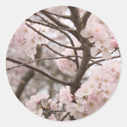 Cherry Blossom Stickers (Vorderseite)