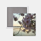Cherry Blossom Sunset in Washington DC Magnet (Vorderseite/Rückseite)