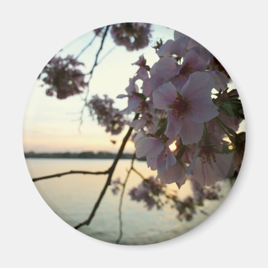 Cherry Blossom Sunset in Washington DC Magnet (Vorne)