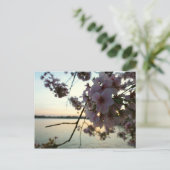 Cherry Blossom Sunset in Washington DC Postkarte (Stehend Vorderseite)