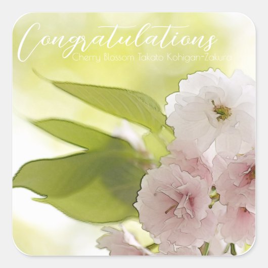 Cherry Blossom "Takato Kohigan-Zakura" スクエアシール Quadratischer Aufkleber (Vorderseite)