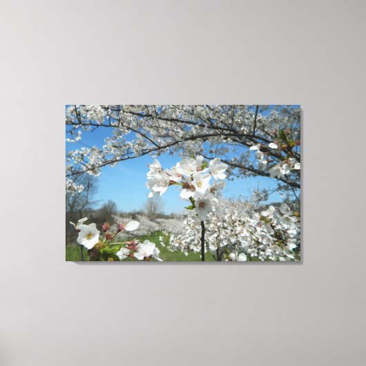 Cherry Blossom Tal Wrapped Canvas Print Leinwanddruck (Vorderseite)