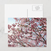 Cherry Blossom: Tokio, Japan Postkarte (Vorne/Hinten)