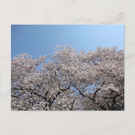 Cherry Blossom: Tokio, Japan Postkarte (Vorderseite)