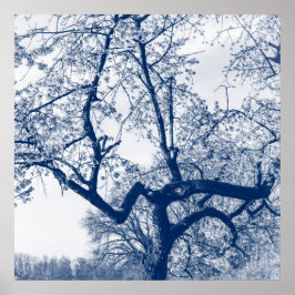 Cherry Blossom Tree, Delfts Blue Poster