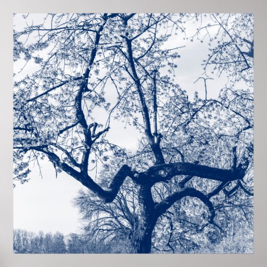 Cherry Blossom Tree, Delfts Blue Poster (Vorne)