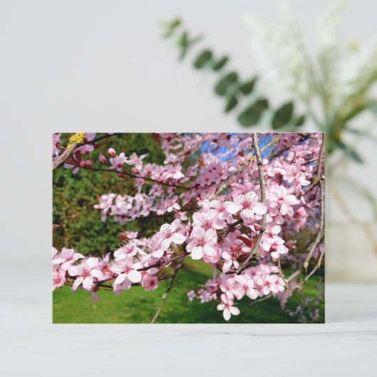 Cherry Blossom Tree im Park Karte (Stehend Vorderseite)