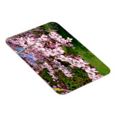 Cherry Blossom Tree im Park Magnet (Rechte Seite)