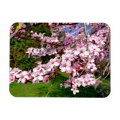 Cherry Blossom Tree im Park Magnet (Horizontal)
