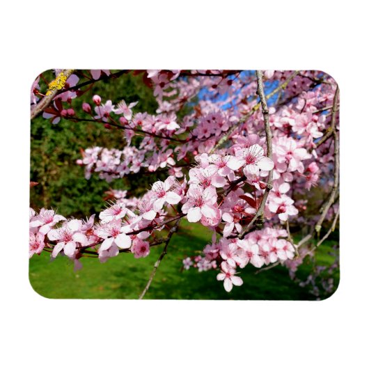 Cherry Blossom Tree im Park Magnet (Horizontal)