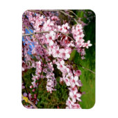 Cherry Blossom Tree im Park Magnet (Vertikal)