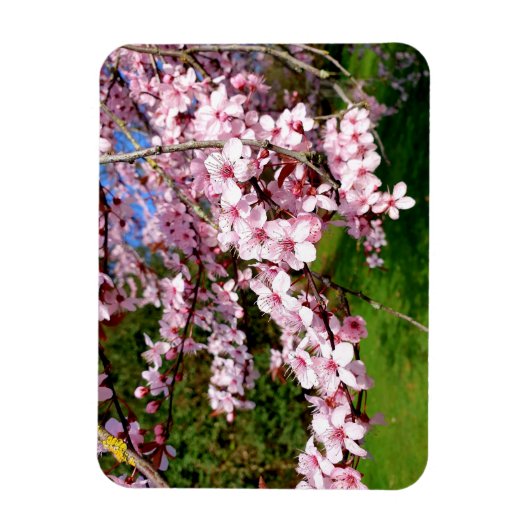Cherry Blossom Tree im Park Magnet (Vertikal)