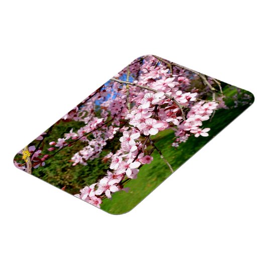 Cherry Blossom Tree im Park Magnet (Linke Seite)