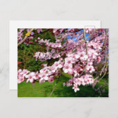 Cherry Blossom Tree im Tessin Postkarte (Vorne/Hinten)