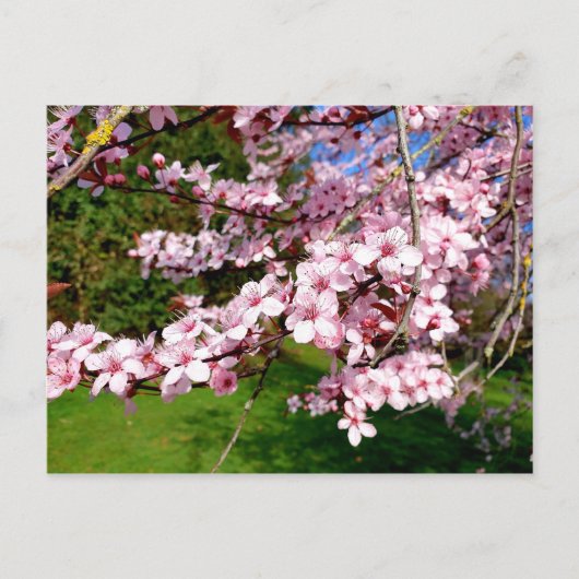 Cherry Blossom Tree im Tessin Postkarte (Vorderseite)