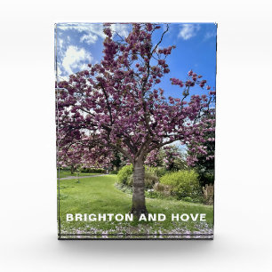 Cherry Blossom Tree Park Brighton Frühlingszeit Fotoblock