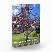 Cherry Blossom Tree Park Brighton Frühlingszeit Fotoblock (Links)