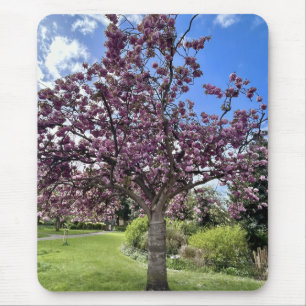 Cherry Blossom Tree Park Brighton Frühlingszeit Mousepad