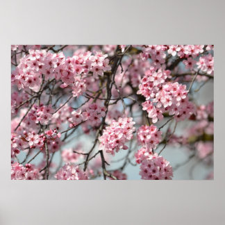Cherry Blossom Tree Poster