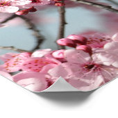 Cherry Blossom Tree Poster (Ecke)