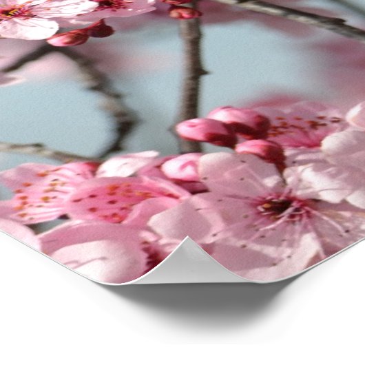 Cherry Blossom Tree Poster (Ecke)