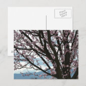 Cherry Blossom Tree Postkarte (Vorne/Hinten)