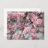 Cherry Blossom Tree Postkarte (Vorne/Hinten)
