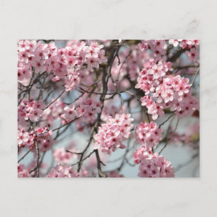 Cherry Blossom Tree Postkarte