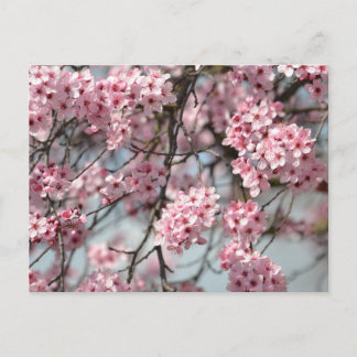 Cherry Blossom Tree Postkarte