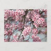 Cherry Blossom Tree Postkarte (Vorderseite)
