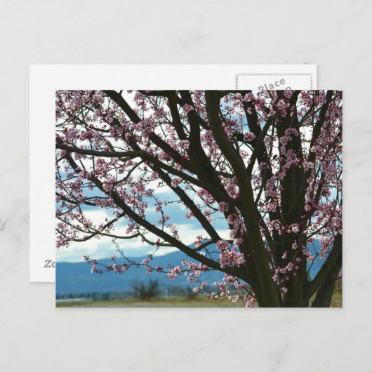 Cherry Blossom Tree Postkarte (Vorne/Hinten)