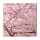 Cherry Blossom Trees Fliese (Vorderseite)
