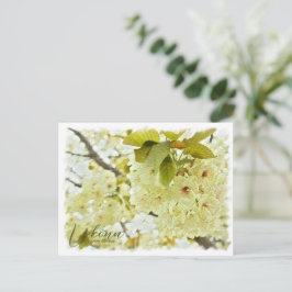 Cherry Blossom "Ukonn" ポストカード Postkarte